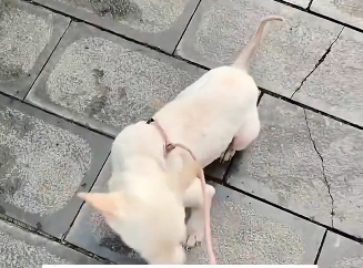 I rescued a stray dog with skin disease and then… (Part 2)