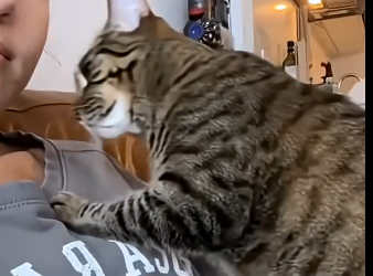 The spicy tabby Ive been longing for has finally become a member of my family  (Part 2)