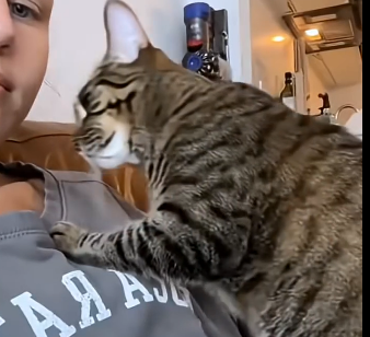 The spicy tabby Ive been longing for has finally become a member of my family (Part 2)