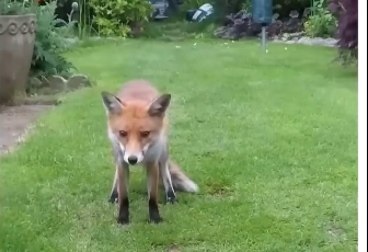 fox thanks man after being rescued