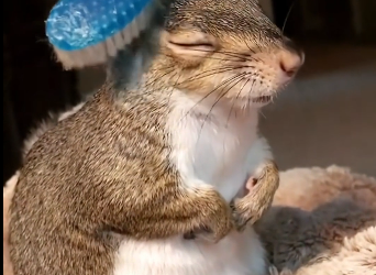 Rescue a squirrel stuck in her garden  (Part 2)