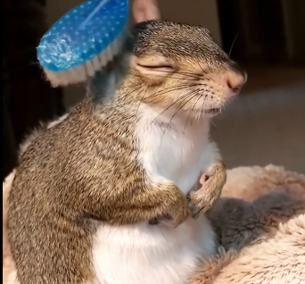 Rescue a squirrel stuck in her garden (Part 2)