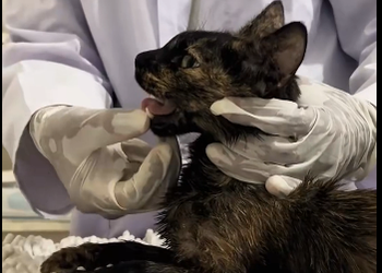 Thanks for rescuing the cat family but what happened to them before_ (Part 2)