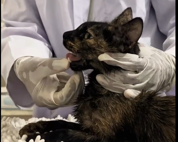 Thanks for rescuing the cat family but what happened to them before_ (Part 2)