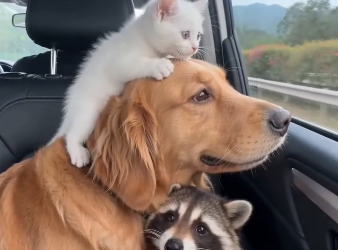 The raccoon brought the kitten. (Part 2)