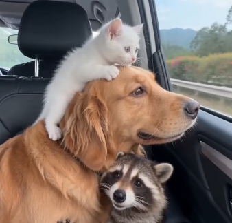 The raccoon brought the kitten. (Part 2)