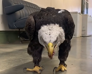 Eagle Rescue  (Part 2)