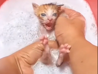 This cat gave birth to a baby on the way she left it here I adopted it.