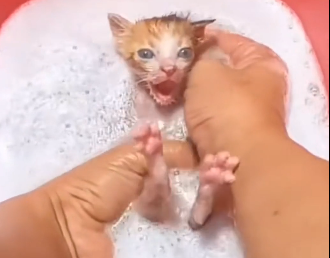 This cat gave birth to a baby on the way she left it here I adopted it.
