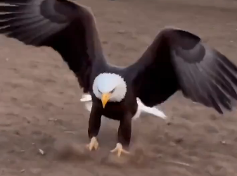 An eagle had to rest for a few weeks but made a friend of a lifetime