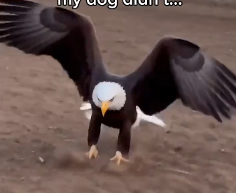 An eagle had to rest for a few weeks but made a friend of a lifetime