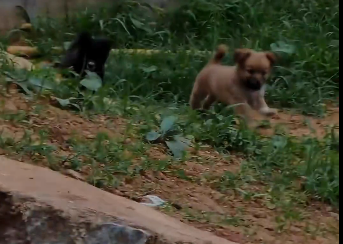 Rescue poor dogs  (Part 2)