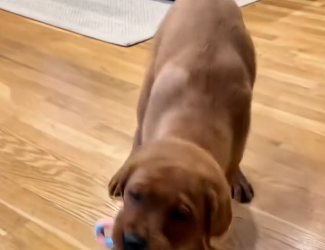 Hearing a cry I found a adorable abandoned puppy.  (Part 2)