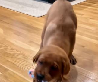 Hearing a cry I found a adorable abandoned puppy. (Part 2)