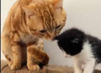 I rescued a little stray kitten on the road and then.. (Part 2)