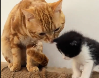 I rescued a little stray kitten on the road and then.. (Part 2)