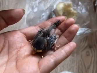 I found a very small baby bird on the ground and I rescued it and then this happened (Part 2)