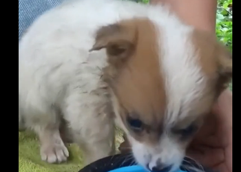 Rescue a puppy (Part 2)