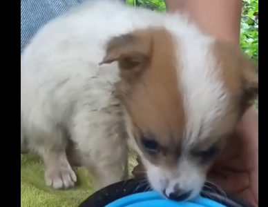 Rescue a puppy (Part 2)