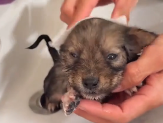 Rescue poor puppy. (Part 2)
