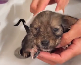 Rescue poor puppy. (Part 2)