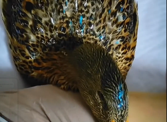 A kind-hearted girl rescues a duckand the outcome.. (Part 2)