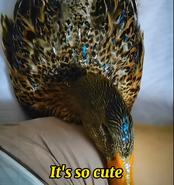 A kind-hearted girl rescues a duckand the outcome.. (Part 2)