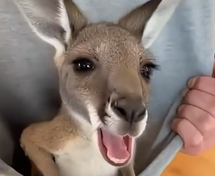 The kangaroo gave me her cubs (Part 2)