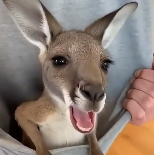 The kangaroo gave me her cubs (Part 2)