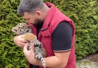 Adopting abandoned tiger cubs (Part 2)