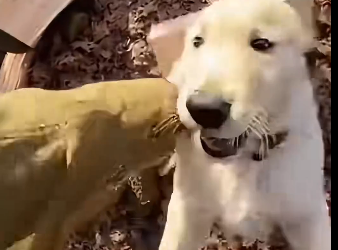 A puppy saved his mother. (Part 2)