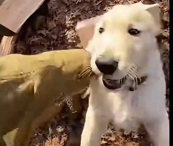 A puppy saved his mother. (Part 2)