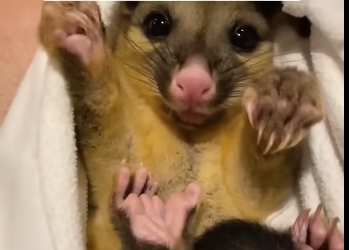 A kind family rescued a baby possum from two attacking crows and then (Part 2)