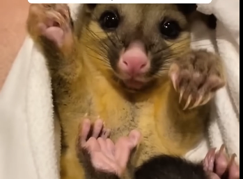 A kind family rescued a baby possum from two attacking crows and then (Part 2)