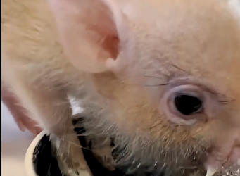 A couple accidentally found a stray piglet and brought it home raising it with all their love (Part 2)