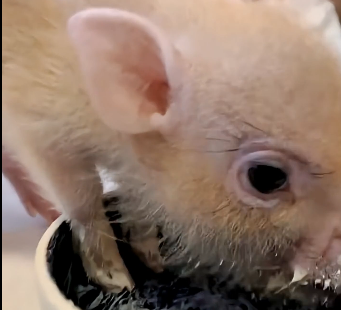 A couple accidentally found a stray piglet and brought it home raising it with all their love (Part 2)