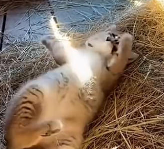 My Goat Raised a Lynx Kitten Alongside Her Babies. He Paid Her Back in the Most Incredible Way (Part 2)