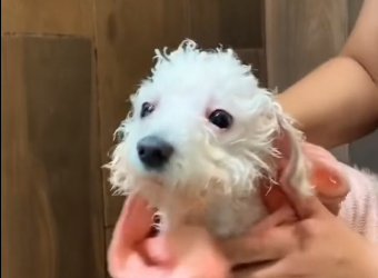 Poor dog.  (Part 2)