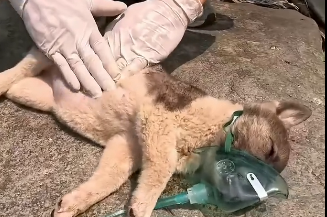 Rescue a puppy (Part 2)
