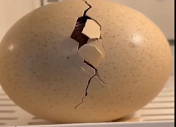 An ostrich laid an egg as it ran along the street. (Part 2)