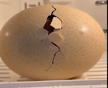 An ostrich laid an egg as it ran along the street. (Part 2)