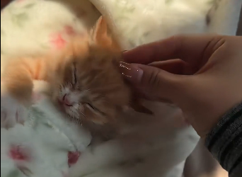 Rescue stray cat  (Part 2)