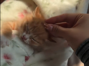 Rescue stray cat  (Part 2)