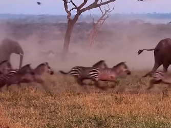Animal MigrationA Journey of Life. (Part 2)