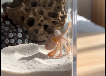 I hatched a sea creature (Part 2)
