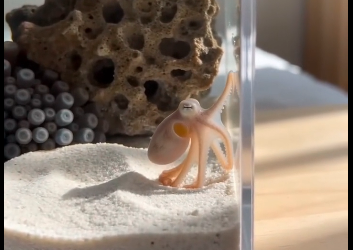 I hatched a sea creature (Part 2)