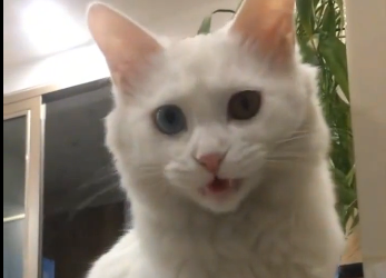 This poor cat fell from the third floor this girl rescued it and adopted it (Part 2)