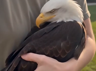 An eagle stood outside waiting for someone  (Part 2)