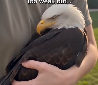 An eagle stood outside waiting for someone  (Part 2)