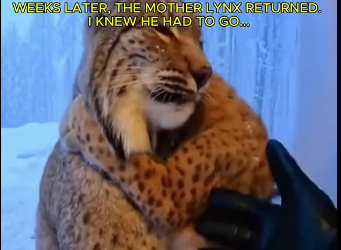 HE CAME BACK FROM THE WOODS… Lynx Emotional story  (Part 2)